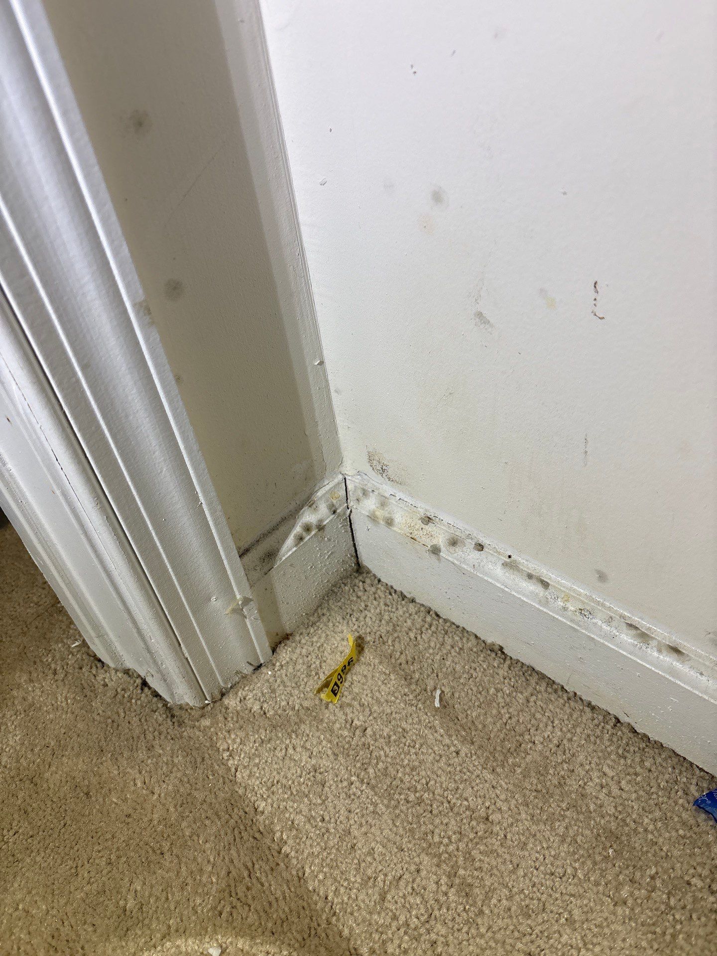 Mold remediation in Chantilly complete; ceiling restored and structural integrity confirmed.